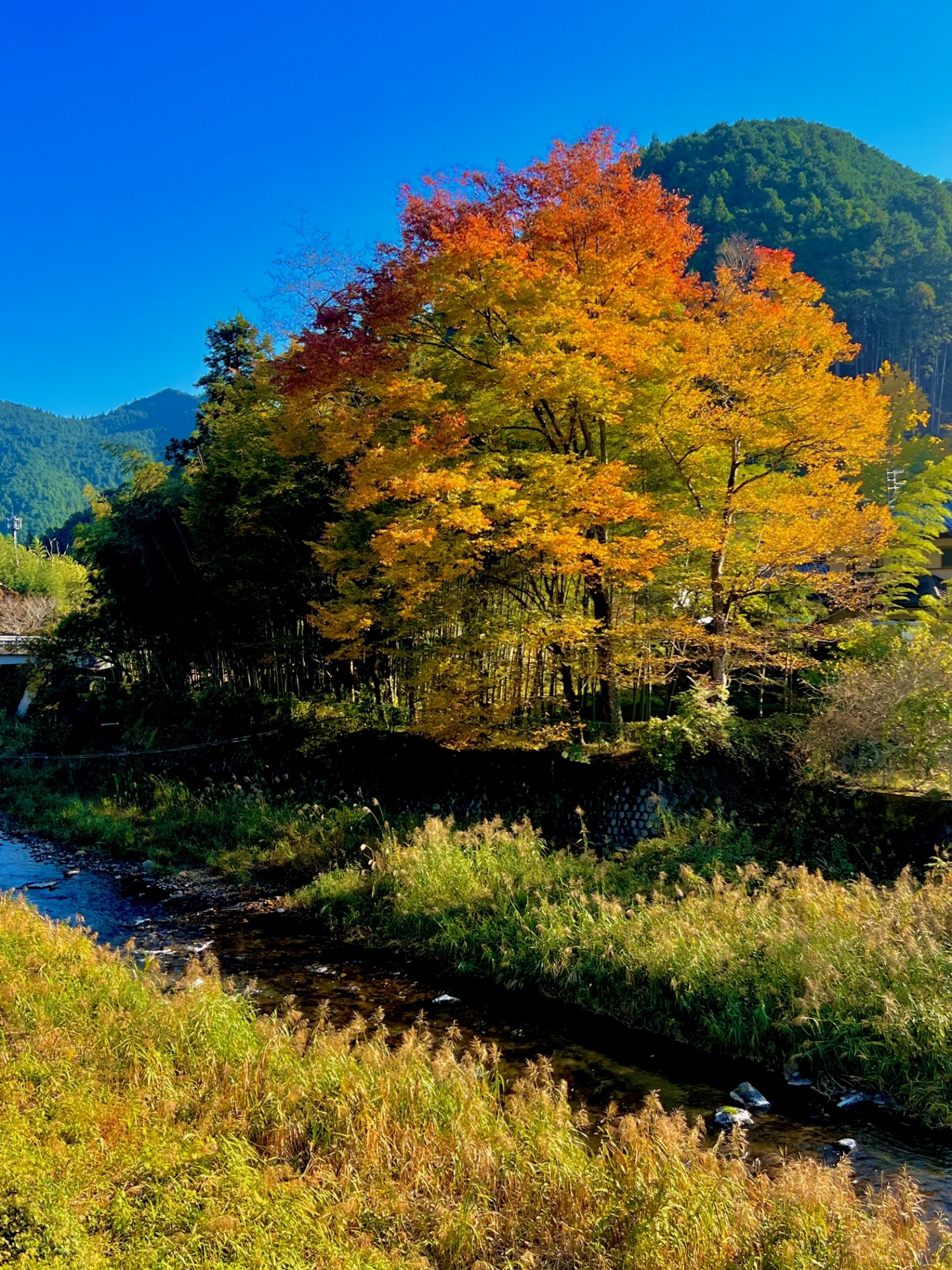 上名栗の紅葉